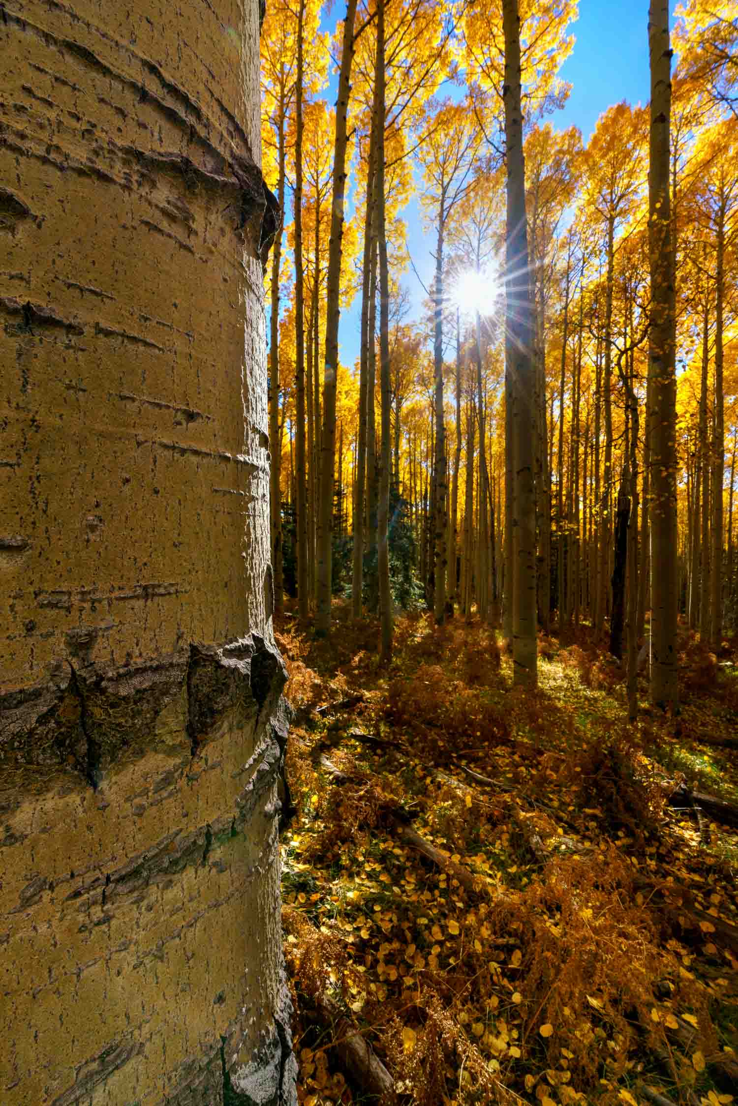 aspen bark leaves fall