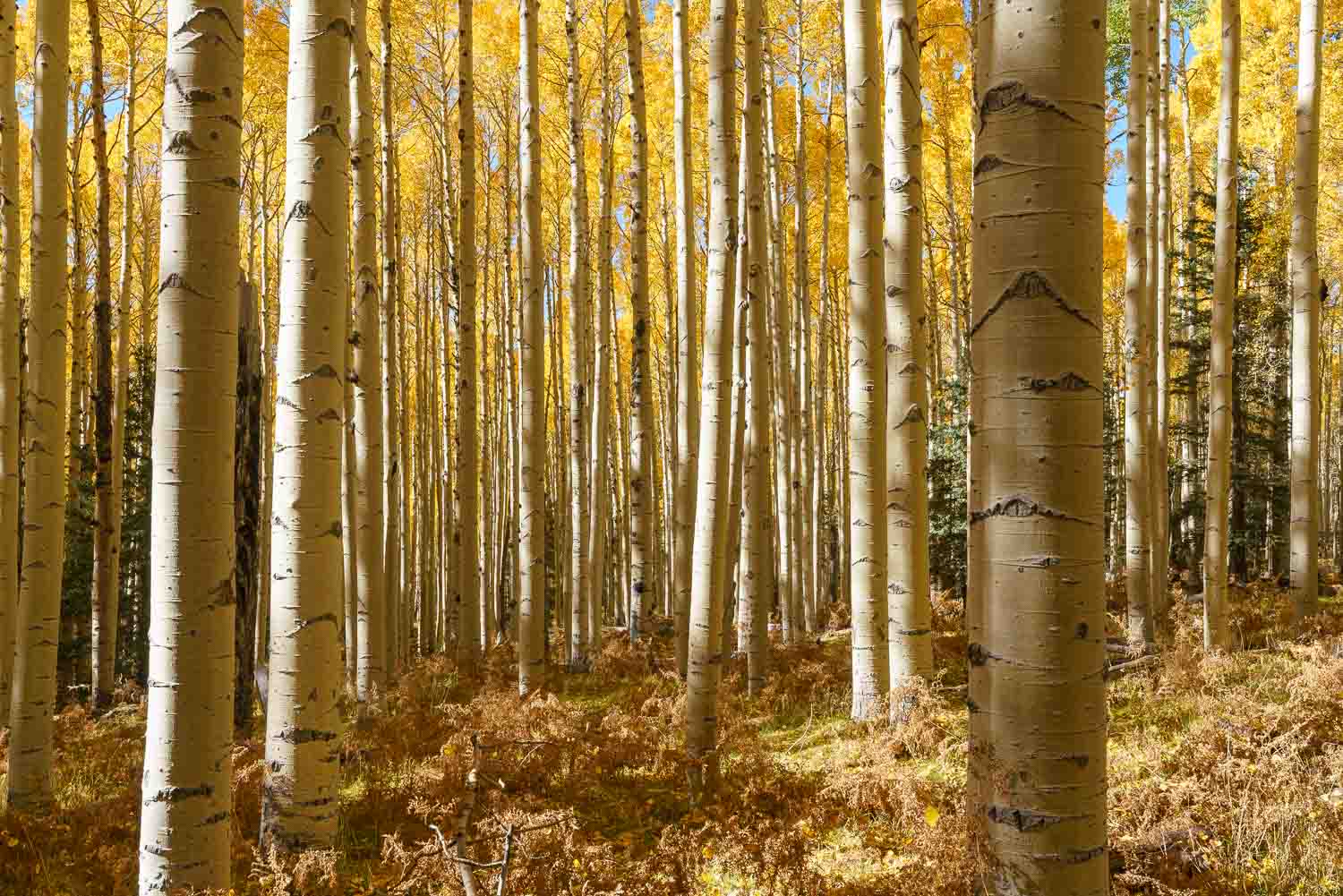 aspen grove fall flagstaff arizona