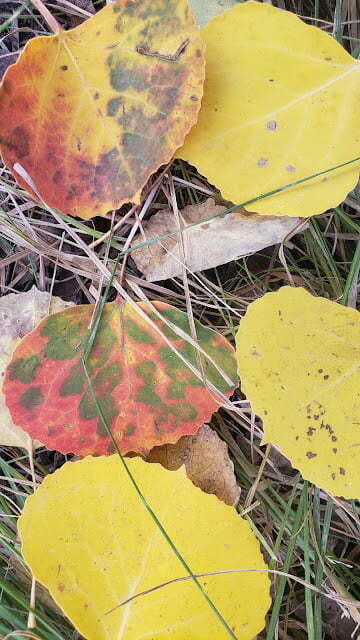 aspen leaves pine needles