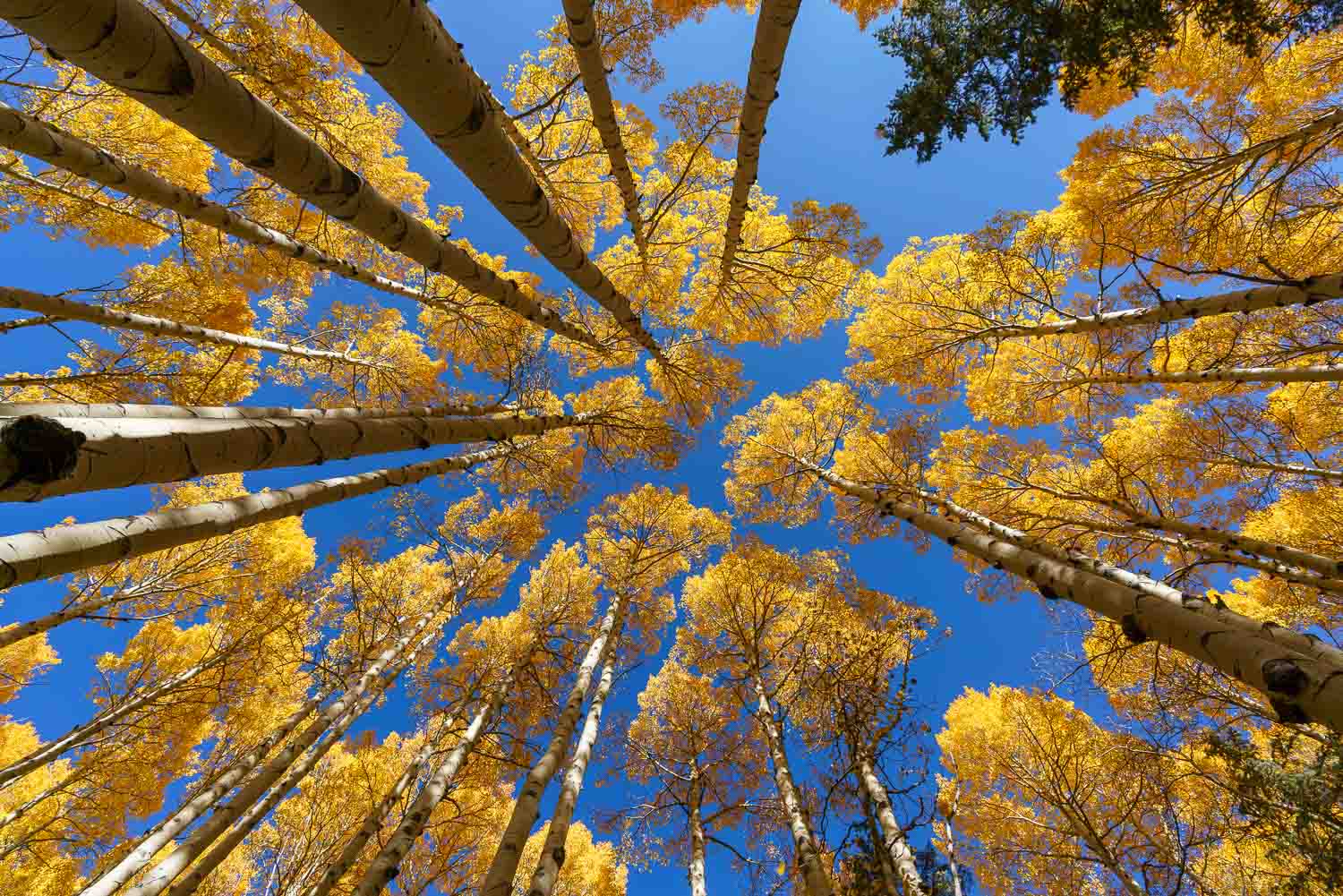 aspens fall leaves sky arizona