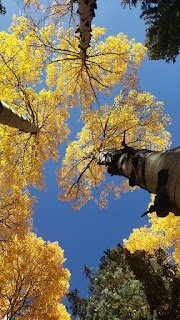 aspens sky arizona flagstaff