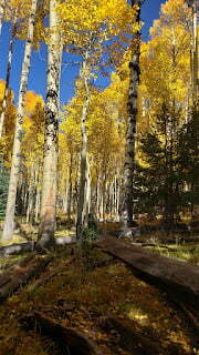 aspens with leaves arizona