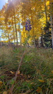 lupine flower in aspen grove