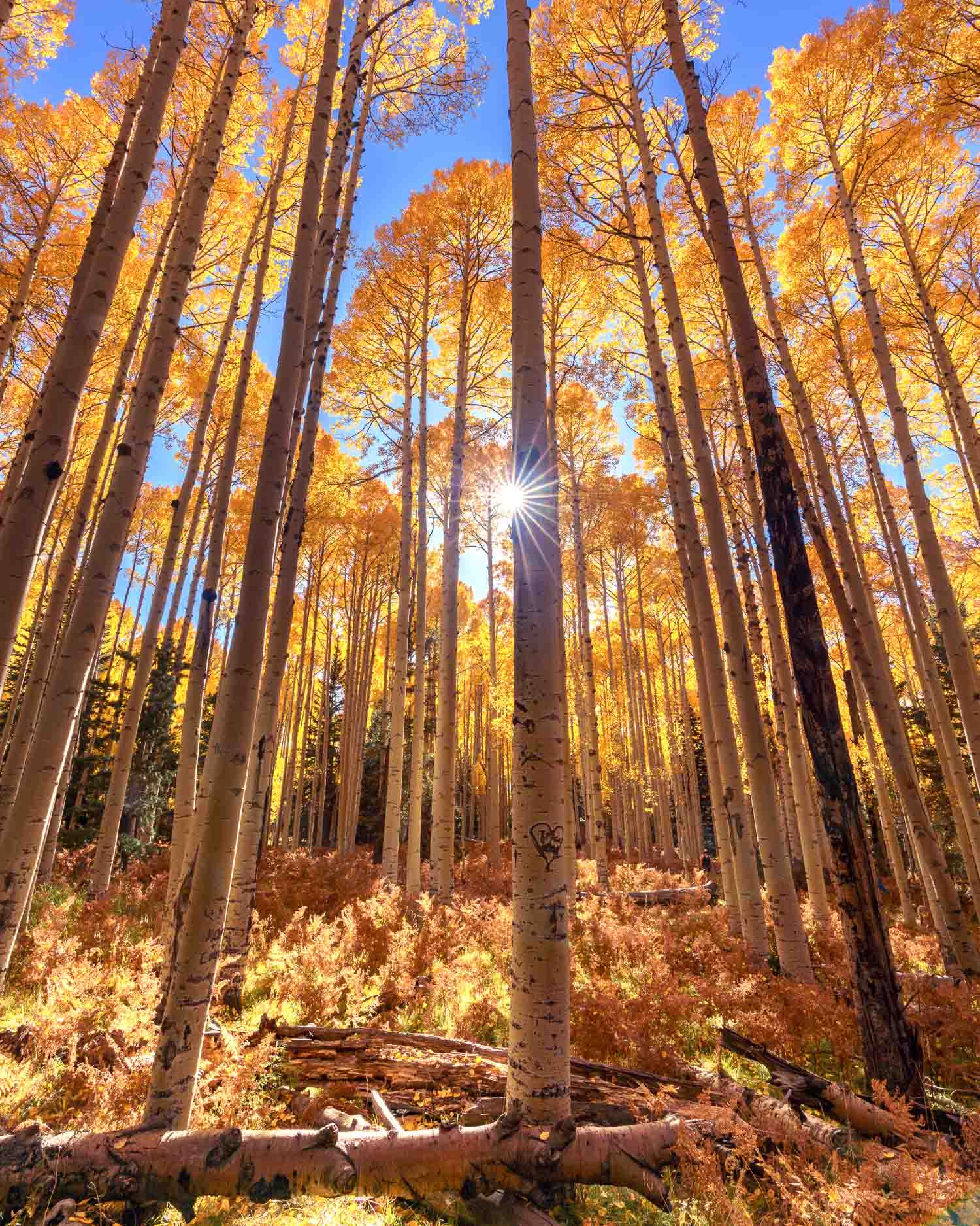 tall aspens starburst flagstaff arizona